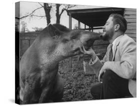 Writer/Naturalist Gerald Durrell Petting South American Tapir in His Private Zoo on Isle of Jersey-Loomis Dean-Stretched Canvas