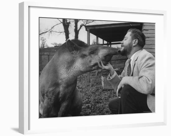 Writer/Naturalist Gerald Durrell Petting South American Tapir in His Private Zoo on Isle of Jersey-Loomis Dean-Framed Photographic Print