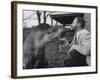 Writer/Naturalist Gerald Durrell Petting South American Tapir in His Private Zoo on Isle of Jersey-Loomis Dean-Framed Photographic Print
