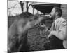 Writer/Naturalist Gerald Durrell Petting South American Tapir in His Private Zoo on Isle of Jersey-Loomis Dean-Mounted Photographic Print