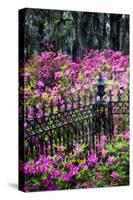 Wrought Iron fence and azaleas in full bloom, Bonaventure Cemetery, Georgia-Adam Jones-Stretched Canvas