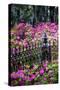 Wrought Iron fence and azaleas in full bloom, Bonaventure Cemetery, Georgia-Adam Jones-Stretched Canvas