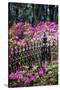 Wrought Iron fence and azaleas in full bloom, Bonaventure Cemetery, Georgia-Adam Jones-Stretched Canvas