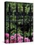 Wrought Iron Gate with Azaleas, Charleston, South Carolina, USA-Adam Jones-Stretched Canvas