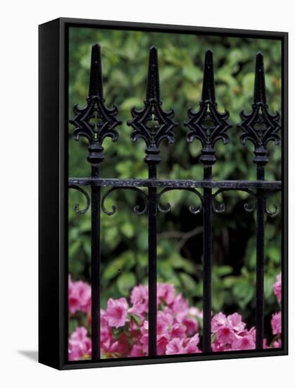 Wrought Iron Gate with Azaleas, Charleston, South Carolina, USA-Adam Jones-Framed Stretched Canvas