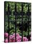 Wrought Iron Gate with Azaleas, Charleston, South Carolina, USA-Adam Jones-Stretched Canvas