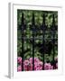 Wrought Iron Gate with Azaleas, Charleston, South Carolina, USA-Adam Jones-Framed Photographic Print