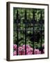 Wrought Iron Gate with Azaleas, Charleston, South Carolina, USA-Adam Jones-Framed Photographic Print