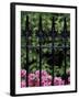 Wrought Iron Gate with Azaleas, Charleston, South Carolina, USA-Adam Jones-Framed Photographic Print