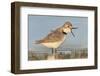 Wrybill (Anarhynchus frontalis) standing shallow water with beak wide open. Lake Ellesmere-Andy Trowbridge-Framed Photographic Print