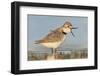 Wrybill (Anarhynchus frontalis) standing shallow water with beak wide open. Lake Ellesmere-Andy Trowbridge-Framed Photographic Print