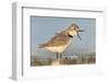 Wrybill (Anarhynchus frontalis) standing shallow water with beak wide open. Lake Ellesmere-Andy Trowbridge-Framed Photographic Print