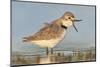 Wrybill (Anarhynchus frontalis) standing shallow water with beak wide open. Lake Ellesmere-Andy Trowbridge-Mounted Photographic Print