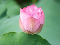 Lotus Flower Blooming on Pond-Wu Kailiang-Framed Photographic Print