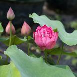 Lotus Flower Blooming on Pond-Wu Kailiang-Photographic Print
