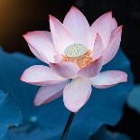 Lotus Flower and Lotus Flower Plants-Wu Kailiang-Art Print