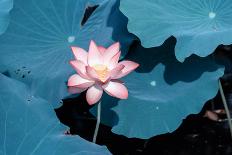 Lotus Flower Blooming on Pond-Wu Kailiang-Framed Stretched Canvas