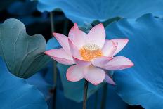 Lotus Flower and Lotus Flower Plants-Wu Kailiang-Framed Stretched Canvas