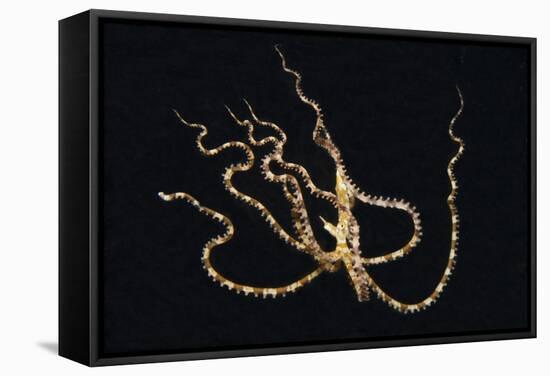 Wunderpus Octopus Swimming at Night-Hal Beral-Framed Stretched Canvas