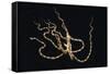 Wunderpus Octopus Swimming at Night-Hal Beral-Framed Stretched Canvas