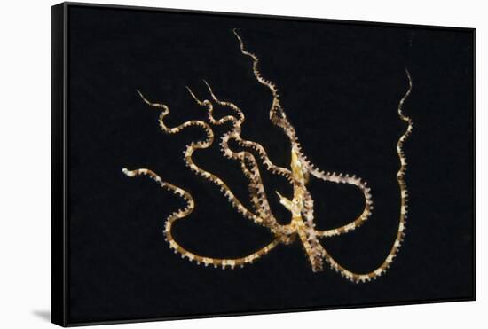 Wunderpus Octopus Swimming at Night-Hal Beral-Framed Stretched Canvas