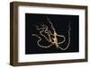 Wunderpus Octopus Swimming at Night-Hal Beral-Framed Photographic Print