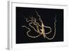 Wunderpus Octopus Swimming at Night-Hal Beral-Framed Photographic Print