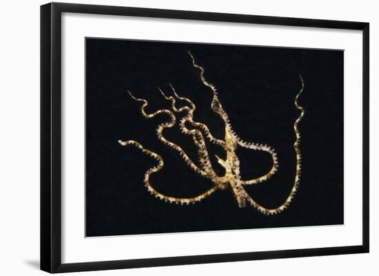 Wunderpus Octopus Swimming at Night-Hal Beral-Framed Photographic Print