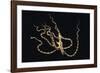 Wunderpus Octopus Swimming at Night-Hal Beral-Framed Photographic Print