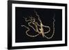 Wunderpus Octopus Swimming at Night-Hal Beral-Framed Photographic Print