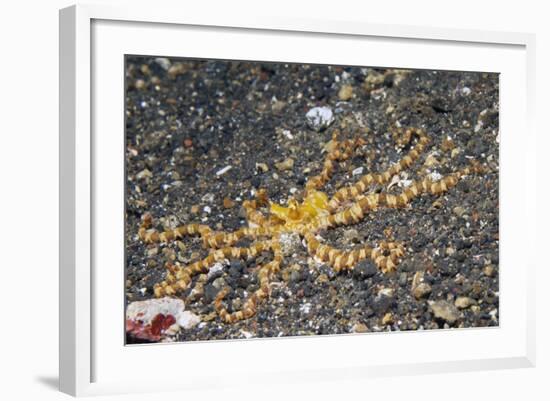 Wunderpus Octopus-Hal Beral-Framed Photographic Print