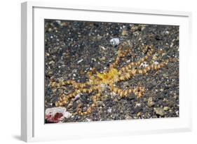 Wunderpus Octopus-Hal Beral-Framed Photographic Print