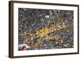 Wunderpus Octopus-Hal Beral-Framed Photographic Print