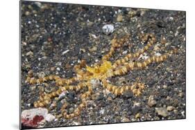 Wunderpus Octopus-Hal Beral-Mounted Photographic Print