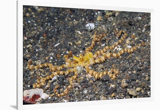 Wunderpus Octopus-Hal Beral-Framed Photographic Print