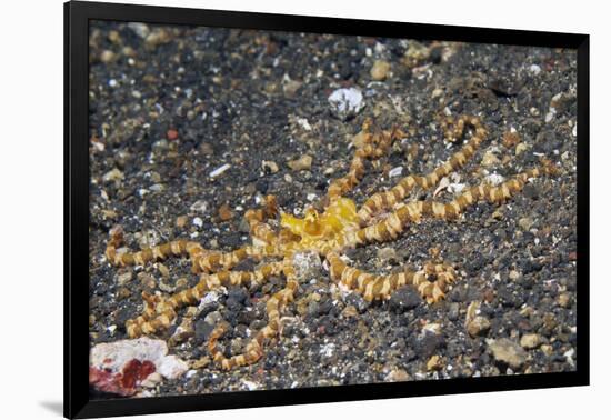 Wunderpus Octopus-Hal Beral-Framed Photographic Print