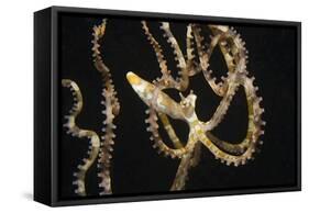 Wunderpuss Octopus Free Swimming-Hal Beral-Framed Stretched Canvas