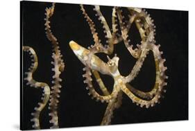 Wunderpuss Octopus Free Swimming-Hal Beral-Stretched Canvas