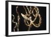 Wunderpuss Octopus Free Swimming-Hal Beral-Framed Photographic Print