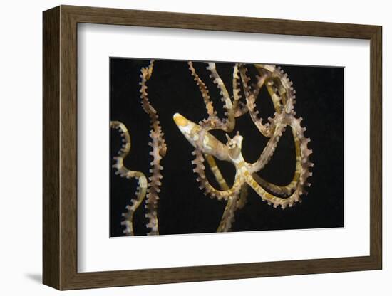 Wunderpuss Octopus Free Swimming-Hal Beral-Framed Photographic Print