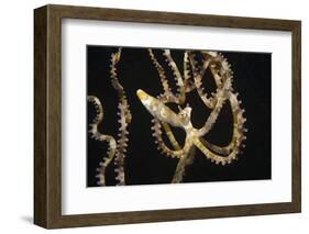 Wunderpuss Octopus Free Swimming-Hal Beral-Framed Photographic Print