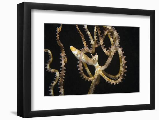 Wunderpuss Octopus Free Swimming-Hal Beral-Framed Photographic Print