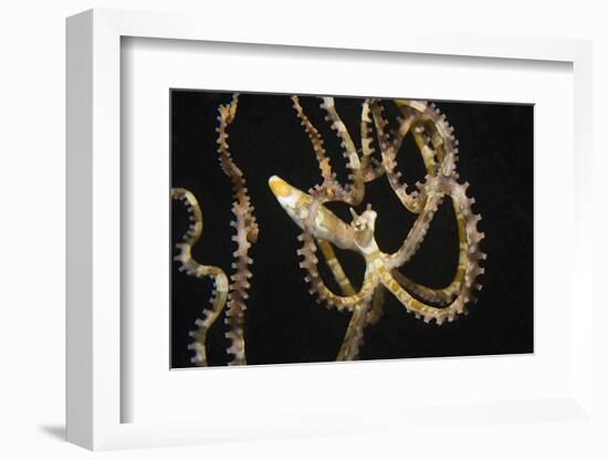 Wunderpuss Octopus Free Swimming-Hal Beral-Framed Photographic Print