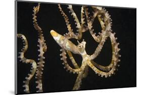 Wunderpuss Octopus Free Swimming-Hal Beral-Mounted Photographic Print