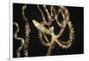 Wunderpuss Octopus Free Swimming-Hal Beral-Framed Photographic Print