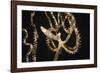 Wunderpuss Octopus Free Swimming-Hal Beral-Framed Photographic Print