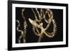 Wunderpuss Octopus Free Swimming-Hal Beral-Framed Photographic Print