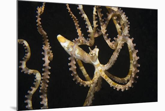 Wunderpuss Octopus Free Swimming-Hal Beral-Mounted Photographic Print