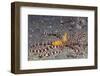 Wunderpuss Octopus-Hal Beral-Framed Photographic Print