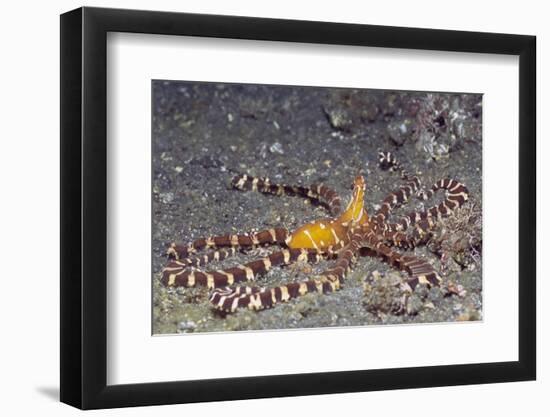 Wunderpuss Octopus-Hal Beral-Framed Photographic Print